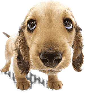 Evers Veterinary Clinic Hospital Chico, Ca