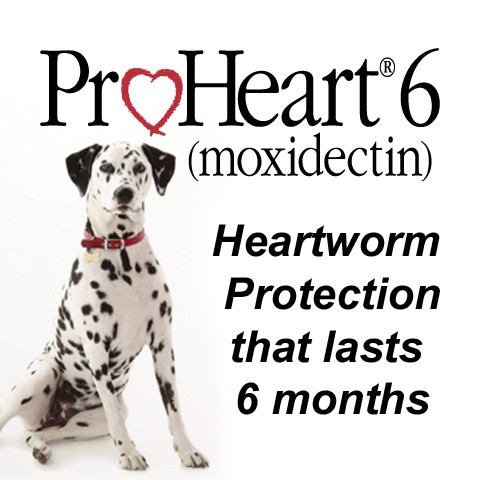 heartworm injection dogs animal prevention clinic give veterinary dog vaccinations evers every cringe having idea intestinal tablet if monthly preventatives